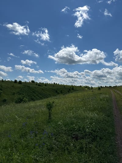A vertical, eye-level shot captures a vast, rolling landscape under a bright blue sky dotted with fluffy white clouds. The foreground is dominated by a dense field of lush green grass, interspersed with scattered patches of small blue and yellow wildflowers and tall, thin weeds. A narrow, unpaved dirt path runs diagonally from the lower right corner of the frame up towards the horizon on the right side.
The middle ground features a gentle, grassy slope rising to the left, with scattered, dark green trees or bushes dotting its surface. A deeper, shadowed ravine cuts into the hillside on the left. The horizon line is marked by a continuous line of similar dark green vegetation, suggesting a wooded area or more distant hills. The overall environment is natural and undeveloped, with no signs of human habitation or structures, indicative of a rural or wilderness setting. The lighting suggests it is daytime, with the sun casting subtle shadows and illuminating the clouds. The scene does not contain any people.
