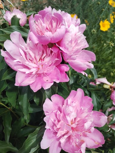 The image displays a close-up, eye-level view of several blooming pink peonies, interspersed with dark green foliage. In the background, blurred yellow flowers and green vegetation suggest an outdoor setting, possibly a garden. A small, dark insect is visible on one of the peony petals. The scene is well-lit, likely by natural sunlight. The location is identified as Akberdino, Russia, implying this is a photograph taken within that region. There are no people or animals, other than the insect, present in the image. The focus is entirely on the floral elements.