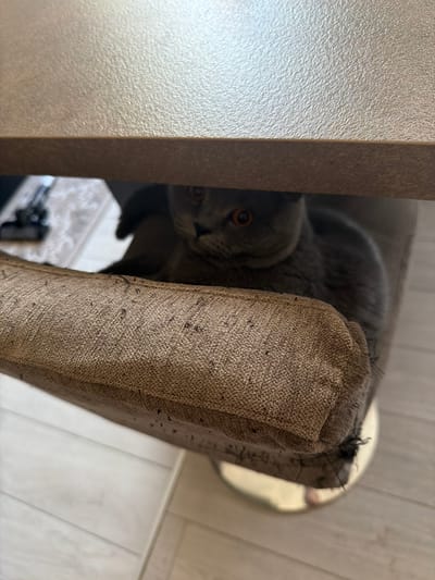 This is a medium shot, eye-level, horizontal photograph of a grey cat peeking out from behind a textured, light brown chair. The cat's head is the primary subject, with its eyes clearly visible and looking directly at the camera. The cat's fur appears soft and plush. The chair is upholstered in a woven fabric, which shows signs of wear with small dark fibers scattered across its surface.
The setting appears to be indoors. To the left of the frame, a vertical, textured, light beige surface is visible, possibly a wall or a piece of furniture. The background consists of a light-colored floor with visible lines, suggesting wooden planks or tiles. In the far background, a reflective surface, possibly a mirror or a glass table, is partially visible.
The lighting suggests it is daytime, possibly late morning or early afternoon, as there is soft, diffused light entering from the left side of the frame. The overall mood is intimate and a little mischievous, as the cat seems to be hiding and observing. There is no visible text in the image.