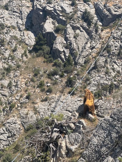 A brown bear with a distinct yellow patch on its back is perched on a rocky outcrop in a mountainous area. The bear is facing away from the viewer, looking towards the right side of the frame. Several taut cables run diagonally across the rocky, sparsely vegetated landscape, suggesting human infrastructure in the area. The rocks are gray and appear weathered, with patches of dry grass and small green shrubs growing in the crevices. The overall scene is bathed in bright sunlight, casting shadows across the rugged terrain. The location is identified as the city of Dardar, Uzbekistan.