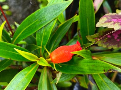 A close-up, high-angle view captures a single, vibrant red, elongated floral bud, approximately 2.5 cm long, centered amidst dense green foliage in Inawi, Papua New Guinea. The bud exhibits a textured, slightly fuzzy surface with a small pointed tip. It is surrounded by numerous smooth, lanceolate green leaves, ranging from bright lime green to deeper forest green, some displaying subtle yellow central veins. In the upper right and mid-right background, partially visible broader leaves feature distinct purple and green variegation with scalloped edges. The background is softly blurred, appearing dark and indistinct, suggesting a natural outdoor environment. No people, overt actions, or interactions are visible.