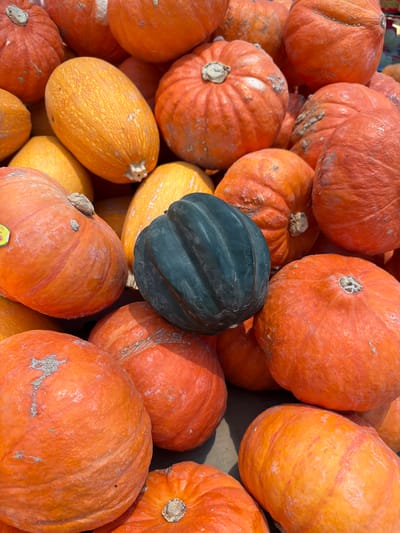 A high-angle shot shows a pile of pumpkins and squashes. Most of the gourds are pumpkins, orange and round, with some having visible stems. There are also some oblong, yellow squashes and one dark green, ridged acorn squash nestled among the pumpkins. The scene seems to be in a Kadima-Zoran, Israel setting.
