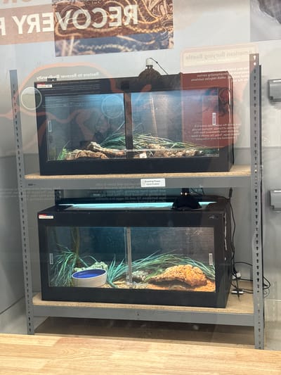 The image shows two terrariums in Powell, Ohio, USA. The terrariums are situated on a metal shelf with a wooden panel to the right. The terrariums appear to house snakes, with green plants, wood, and a blue bowl visible inside one. Text on a sign to the left mentions "Recovery" and "Breeding Phase: Adult Snakes" is visible on a label next to one of the terrariums. There are also texts referring to a "2.U letres bine metse elt zzos bou" written on the side. Power cables are visible at the back of the terrariums.