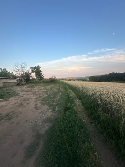 This is a landscape photograph taken in Capaclia, Moldova, showing a rural setting at dusk. The image is dominated by a vast field of ripe wheat stretching into the distance on the right side. A dirt path runs alongside the wheat field, leading the viewer's eye into the scene. On the left side of the path, there is a small yard with a building, some trees, and a green cart. The sky is a clear blue with scattered clouds, and the moon is visible. The overall impression is one of a peaceful, rural evening.
