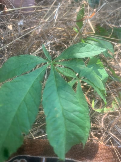 The image shows a close-up of green leaves of a plant growing in dry, straw-like grass. The leaves are palmately compound, with several leaflets radiating from a central point. The texture of the leaves is visible, with prominent veins. The background consists of dry grass and some brown fabric, possibly part of clothing or a blanket, with a textured surface. The lighting suggests it is daytime, with sunlight casting shadows. The overall scene depicts a plant in a natural, somewhat dry environment. No people, text, or specific events are identifiable. The location context provided is Kosy, Ukraine.