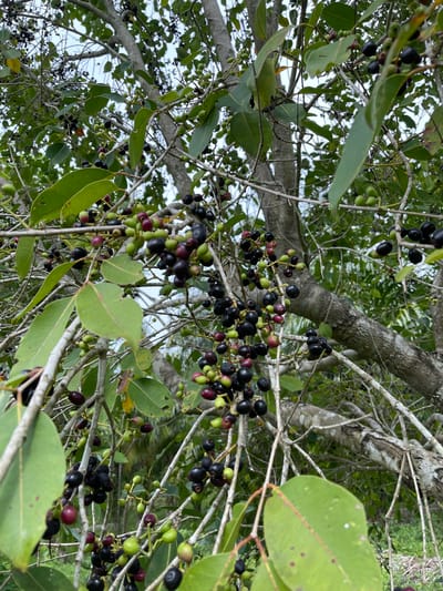 This is a close-up, medium-angle shot of a Syzygium cumini (Java plum) tree laden with fruit in Cotmerbo, Indonesia. The branches are densely populated with clusters of both green and ripe, dark purple-black drupes, interspersed with lighter green leaves. The fruits vary in ripeness, with some showing a transition from green to red and finally to a deep purple. The background consists of other branches, leaves, and a blurred view of foliage and possibly sky. The image captures the natural state of the tree during its fruiting season.