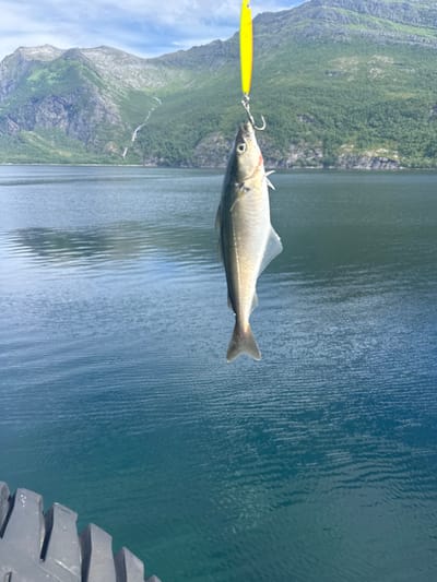 An image taken on a sunny day in the city of Inndyr, Norway, shows a freshly caught fish dangling from a fishing lure. The fish, which appears to be a moderate size, is silver-colored with distinct fins and a tail. It is hooked on a shiny, yellow fishing lure, attached to a line that extends out of the frame. The fish is suspended over a body of calm, blue water. In the background, majestic green mountains rise, with some areas covered in lush vegetation and rocky slopes. A thin waterfall is visible cascading down one of the mountain faces. The sky above is a mix of blue with scattered white clouds. In the foreground, part of a dark, wooden structure, possibly a pier or railing, is visible, with a textured surface.