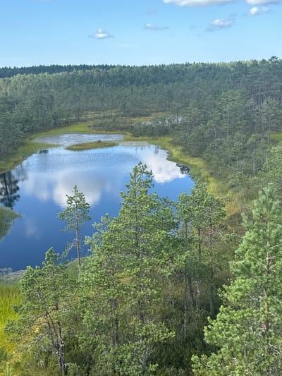 The image shows a high-angle view of a bog landscape in Kolga alevik, Estonia. A calm, dark body of water reflecting the sky and clouds occupies the central and left portions of the frame. The water is surrounded by lush green vegetation, including tall grasses along the edges and a small, vegetated island in the middle of the lake. Dense coniferous forest covers the background, extending to the horizon under a clear blue sky with scattered white clouds. In the foreground, several pine trees with their characteristic needles and gnarled branches are prominently displayed, partially obscuring the view of the bog and forest. The scene depicts a natural, undisturbed wetland environment.
