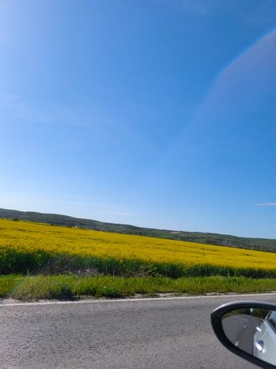The image depicts a roadside scene in Staro Oriahovo, Bulgaria. A field of bright yellow flowers stretches towards a tree-lined ridge in the background. The sky is clear and blue. The foreground shows a grey asphalt road, partially obscured by the side mirror of a vehicle. The mirror's reflection hints at a white or light-colored vehicle.