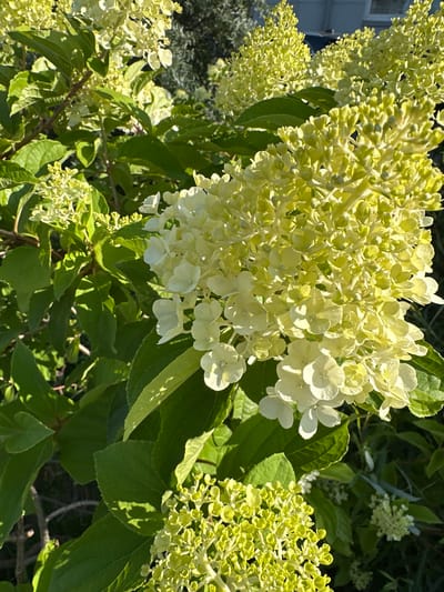 The image shows a close-up view of a hydrangea bush with large, cone-shaped clusters of flowers. The flowers are a pale yellow and white color, with some appearing to be fully bloomed while others are still in bud. The bush has large, green leaves, some of which are catching the sunlight and casting shadows. The background is blurred and appears to be a garden setting, with hints of other plants and possibly a building in the distance. There are no people or animals visible in the image. The location of Yazvitsevo, Russia is not discernible from the visual information provided.