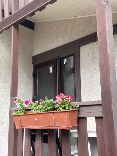 The image depicts a close-up view of a window box filled with flowering petunias, situated on a wooden balcony railing. The petunias have variegated pink and white petals and green foliage. The window box is a rectangular, rust-colored plastic planter. Behind the flowers, a dark-framed window is visible, with what appears to be a white sticker on the glass. The balcony structure is made of dark brown painted wood, with vertical railing posts and horizontal beams supporting the planter. The wall of the building, visible behind the window, has a textured light-colored finish. The scene is located in Blagoveschenskaya, Russia, implying an outdoor residential setting. There are no people or animals visible in the image.
