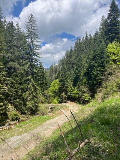 The image depicts a dirt road in a forested area. The road is flanked by trees on one side and a grassy verge on the other. The sky is visible above the trees, showing patches of blue and white clouds. A small wooden bridge spans a stream or ditch running alongside the road. Fallen branches or timber lie near the road. Based on the prompt, the location is near Drianovo, Bulgaria, though there is no identifying urban characteristic or landmarks visible in the photograph. No people are visible.