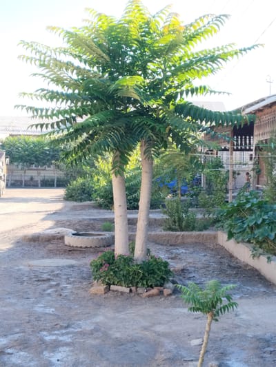 This image depicts an outdoor scene in the city of Chalysh, Uzbekistan. In the foreground, two slender tree trunks rise from the ground, supporting a canopy of large, compound leaves that are predominantly green with some lighter green new growth. The ground is covered in a mixture of dirt and gravel, with some patches of white residue or staining. To the left of the trees, a circular, shallow concrete structure, possibly a water basin or planter, sits partially buried in the earth. Pink flowers bloom in a cluster at the base of the trees, surrounded by loose stones and bricks. A smaller, sapling-sized tree with similar foliage stands to the right of the main trees.
In the background, a traditional Uzbek house with intricate wooden latticework on its porch is visible. A person, appearing to be a young male in blue shorts, stands on the porch. Beyond the house, other structures and fencing are present, with more greenery and trees forming a natural backdrop. The overall impression is a residential or courtyard area within Chalysh, characterized by its arid ground cover and local architecture. The lighting suggests it is daytime, likely morning or late afternoon, given the quality of the sunlight.