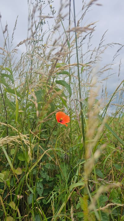 The image depicts a single vibrant orange poppy flower blooming amidst tall green grass and weeds. The flower is centrally located in the frame, slightly to the right, with its delicate petals unfurled. Numerous blades of grass and other wild vegetation surround the poppy, creating a natural and somewhat overgrown setting. The sky above is overcast and appears to be a pale grey. The scene is suggestive of a field or meadow. The location is identified as Silenrieux, Belgium.