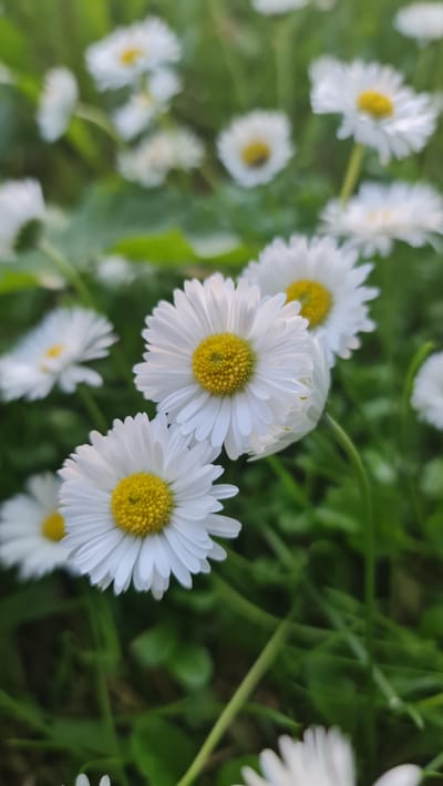 The image depicts a close-up view of several common daisies (Bellis perennis) in a grassy area. The daisies are white with yellow centers and are in various stages of bloom. The background is softly blurred, revealing more daisies and green foliage, suggesting a field or garden setting. The lighting indicates it is likely daytime, possibly late afternoon given the softness of the light. No people or specific landmarks are visible. The scene is natural and tranquil. There is no information available to connect this image to the city of Kivyliai, Lithuania.