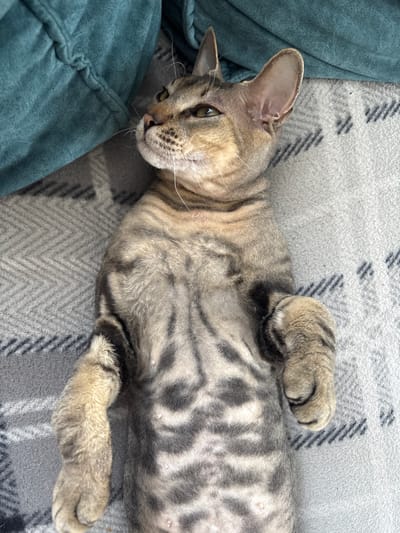 A tabby cat lies on its back on a grey and white patterned blanket. The cat has large ears, green eyes, and a striped coat. Its front paws are crossed on its chest. To the left of the cat is a crumpled teal-colored blanket. The scene appears to be indoors, possibly in a home in Natukhayevskaya, Russia.