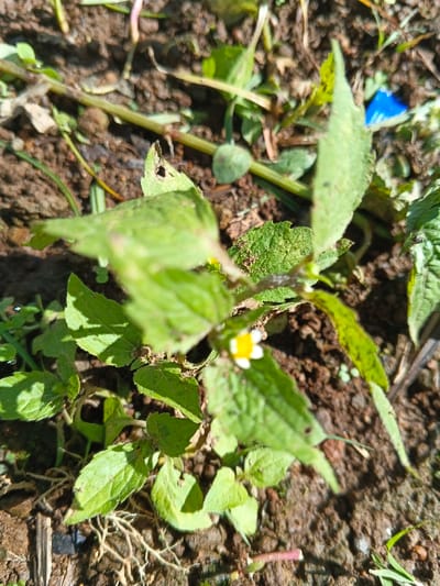 A patch of ground displays small green plants with variably shaped leaves. One plant features a tiny white and yellow flower. The soil appears moist and dark brown, mixed with small rocks and plant debris. Sunlight illuminates parts of the scene, creating shadows. A small piece of blue plastic litter is visible in the upper right corner. Some leaves show signs of damage.