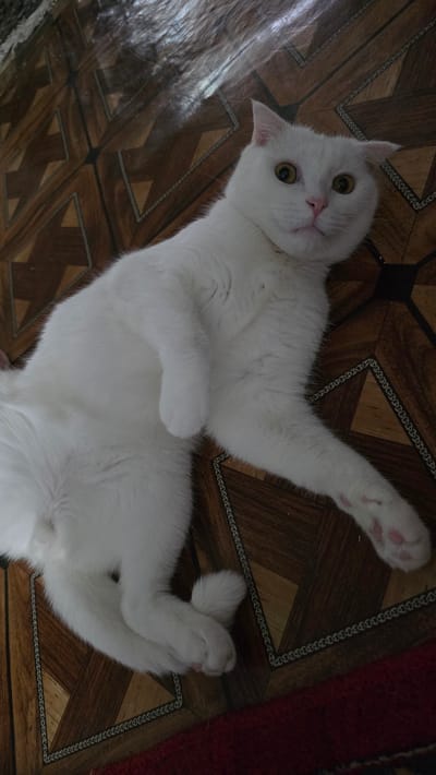 A white cat with yellow eyes and pink paw pads is lying on its back on a wooden floor with a geometric pattern. The cat's ears are slightly angled back. The floor is dark brown and beige, with a decorative border. A red rug is visible in the bottom right corner of the image. The scene appears to be indoors, likely in a residential setting within the Katta Chilanzar-2 MFY, Uzbekistan.