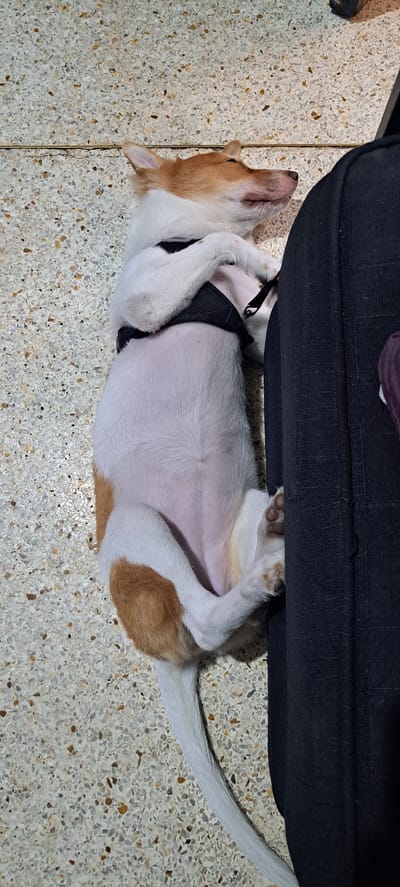 A small, white and tan dog is lying on its back on a speckled terrazzo floor, leaning against a dark gray upholstered object, possibly a piece of furniture or luggage. The dog is wearing a black harness and appears to be asleep or resting, with its eyes closed and its head tilted back. Its paws are tucked up towards its chest. The environment suggests an indoor setting. The terrazzo flooring is a common material found in many establishments and residences within Mandaluyong City, Philippines.
