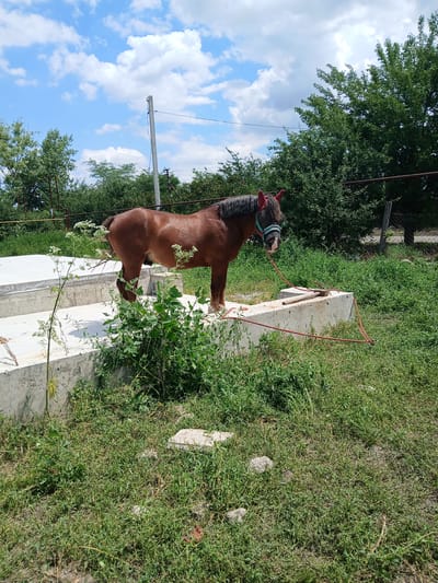 A brown horse stands on a concrete platform in a rural outdoor setting. The horse is wearing a halter and has red ear coverings. It is facing the camera, with its head slightly lowered. The platform is surrounded by overgrown green grass and other vegetation. In the background, there are trees and a cloudy blue sky. A red rope is tied to the horse's halter and extends to the right, where it is attached to a post. A tool resembling a rake or pitchfork rests on the concrete platform near the horse. The location is identified as Ivanovskaya, Russia.