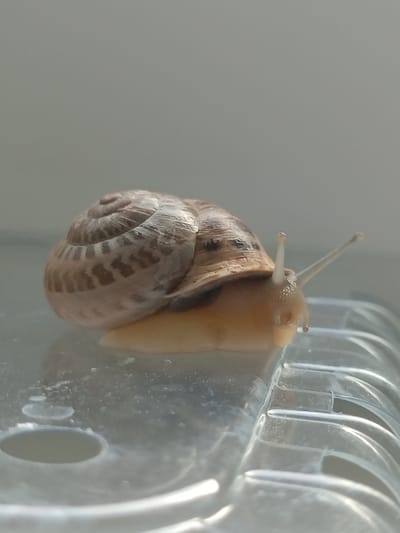 A snail with a brown and tan patterned shell is positioned on a transparent, ribbed surface. The snail's body is a light tan color, and it has two visible antennae extended upwards. The background is a muted, light gray. The image appears to be a close-up shot, likely taken indoors or in a sheltered outdoor location. There is no indication of the location being Peetri alevik, Estonia.