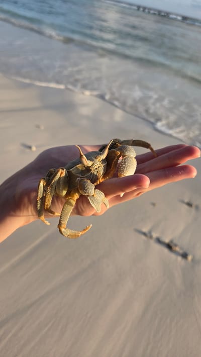 A person's hand holds a crab at a beach. The crab is upside down, with its legs and claws spread out. The crab is tan and has small, white spots on its carapace. The hand is light-skinned and has a few grains of sand on it. In the background, there is a sandy beach with some ripples in the sand, and the ocean waves are gently breaking on the shore. The lighting suggests it is either sunrise or sunset. The scene is likely Fuvahmulah, Maldives.
