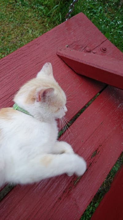 An orange and white cat with a green collar is lying on a red wooden surface. The surface appears to be part of outdoor furniture. In the background, green grass and some white flowers are visible. The image was taken outdoors in Dvirets, Ukraine.