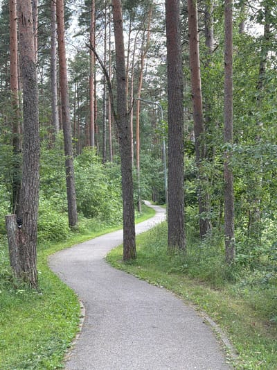 A paved, winding pathway curves through a dense forest of tall pine trees. The path is gray asphalt with a low, concrete curb along its edge. Lush green grass and undergrowth line the sides of the path, interspersed with more trees and dense foliage. The lighting suggests it is daytime with overcast conditions, as there are no harsh shadows. The scene appears to be a park or recreational area. A single, modern streetlamp is visible in the background, positioned to the left of the path. On the trunk of a large pine tree in the foreground, to the left of the path, a small, black and white object resembling a bird figurine or a sticker is attached. The overall environment is natural and serene, typical of a forest setting within a developed area like Upeslejas, Latvia.