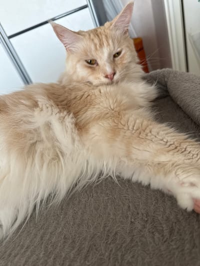 A close-up, eye-level shot shows a fluffy, light-colored cat with green eyes, resting on a gray, textured surface that appears to be a pet bed or blanket. The cat's fur is long and shaggy, with subtle orange tabby markings on its face and body. The background is out of focus, but hints at indoor blinds or windows with horizontal lines and a vertical element that could be a door frame. The overall scene is domestic and appears to be an indoor setting. No specific location in Wolfsburg, Germany can be identified from the visual information provided.