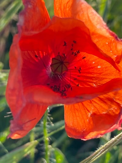 A close-up, macro photograph captures the vibrant interior of a red poppy flower. The petals are a deep, translucent red, catching the sunlight and revealing delicate veins and a textured surface. Inside the flower's center, a star-shaped pistil with a pale green hue is visible, surrounded by dark stamens tipped with pollen. The background is softly blurred, showing hints of green foliage and thin, bristly stems, suggesting an outdoor natural setting. The lighting is bright, creating highlights and casting shadows within the flower's folds. The scene depicts a single poppy in a field, likely in Staromyshastovskaya, Russia, showcasing the intricate details of its reproductive parts and the luminous quality of its petals.
