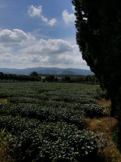 An outdoor, eye-level, medium shot captures a panoramic view of a vast tea plantation under a bright, partly cloudy sky. The foreground is dominated by rows of dark green tea bushes, their leaves lush and dense. To the far right, the dark green foliage of a tall coniferous tree partially obscures the view. In the midground, a line of more mature, rounded trees stands in neat rows, separating the tea plantation from a distant background. Behind these trees, a few buildings with red roofs are visible, nestled amongst the greenery. The background features rolling hills and mountains, fading into a hazy blue distance. The sky is a vibrant blue with scattered white cumulus clouds. The scene conveys a sense of agricultural tranquility and natural beauty. While the image is described as being in Thôn 8, Vietnam, no specific landmarks or identifiable features are present to confirm this precise location.
