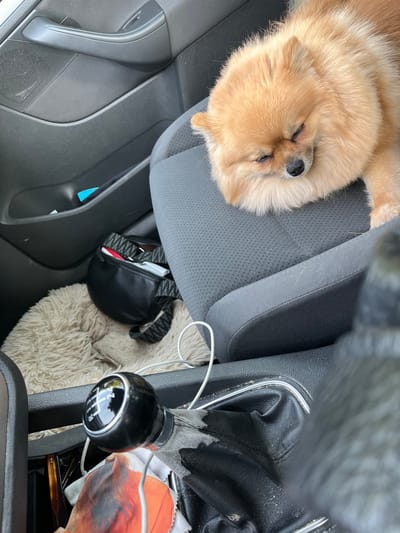The image displays the interior of a vehicle, with the location specified as Mandelieu-la-Napoule, France. A light-brown Pomeranian dog is resting with its eyes closed on the gray fabric front passenger seat. The passenger-side door panel, also gray, features a handle, window control, and a lower storage pocket containing a blue object. On the floor of the passenger footwell, a light-colored, fluffy rug or blanket is present. A black fanny pack with a black and white zigzag patterned strap rests on this blanket, partially revealing a red and white object inside. In the foreground, a black manual 6-speed gear shifter with a worn, torn black leatherette boot is visible. A white charging cable is draped over the central console near the shifter, where other small, multicolored items, including a cloth, are also discernible. The car interior shows signs of light wear and dust accumulation.