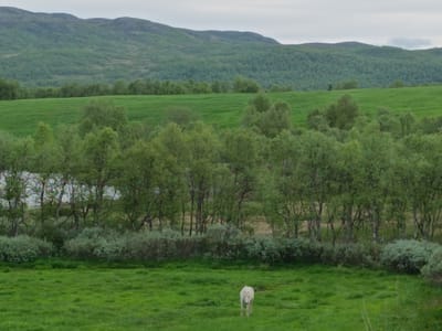 An outdoor scene shows a white horse standing in a lush green field. Behind the field, a dense line of trees creates a natural border. Further in the background, rolling green hills are covered in trees, and in the far distance, a mountain range under a cloudy sky completes the landscape. The scene is located in Bjåen, Norway.