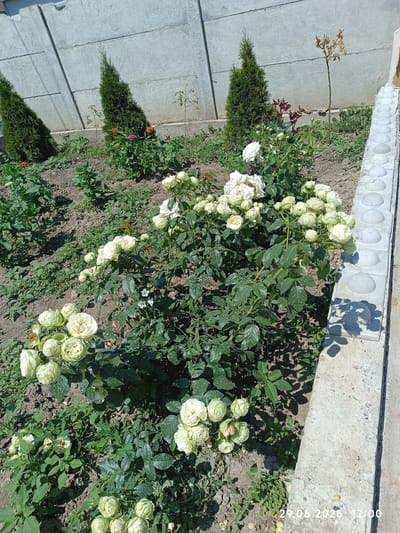 The image shows a garden bed with several white rose bushes in bloom, as well as some smaller green plants and a few orange and pink flowers in the background. Two conical evergreen trees are planted along a concrete wall, which appears to be a boundary for the garden. A decorative concrete border runs along the right side of the image. The ground is covered in dry soil and some scattered leaves. The overall scene is outdoors on a sunny day. The timestamp at the bottom right corner of the image indicates the date as June 29, 2026, at 12:00. The location is specified as Costești, Moldova. There are no people or animals visible in the image.
