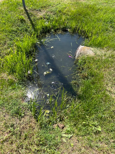 A stagnant pool of murky water is surrounded by green grass and weeds. The pool contains various pieces of litter, including plastic bottles, what appears to be a crumpled can, and other unidentifiable debris. The water is dark and still, with some light reflection on its surface. A concrete culvert opening is visible on the left side of the pool, partially submerged. The grass on the right side of the frame appears drier and sparser in some areas. The scene suggests an outdoor environment, likely a roadside ditch or undeveloped area, with the presence of litter indicating human activity. The sunlight suggests it is daytime. There is no text visible in the image.