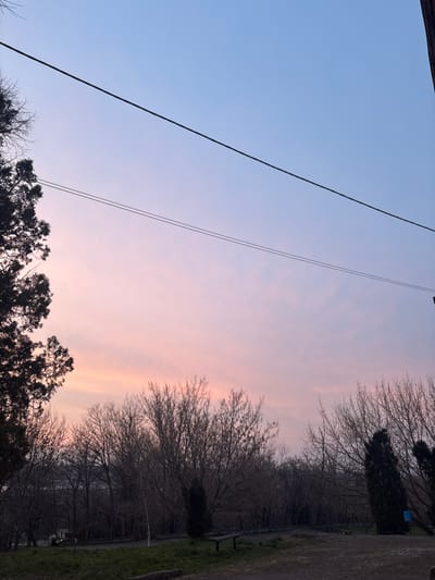 An outdoor scene in Zamfir, Bulgaria, depicts a late evening or early morning sky transitioning from light blue overhead to a prominent pink-orange horizon, with faint cirrus clouds visible in the pink section. Two dark, taut power lines span horizontally across the upper half of the sky. The foreground and mid-ground are dominated by a dense, leafless deciduous forest, suggesting a winter or early spring season. The silhouette of a dark evergreen tree is visible on the far left. Two dark green, conical evergreen trees are present within the bare deciduous trees, one slightly left of center and another further right. A dirt or gravel path with sparse patches of grass occupies the lower ground. A wooden bench without a backrest is positioned on the right side of the path. No individuals, animals, or discernible actions are present.