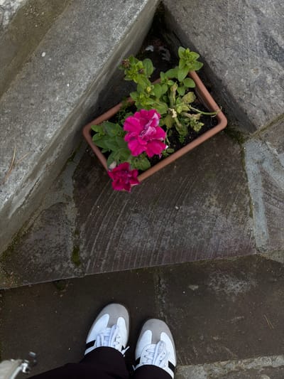 The image shows a top-down view of a flower pot with pink petunias nestled between concrete structures, possibly a step or ledge. To the right, a pair of white sneakers with black stripes is visible, suggesting a person is standing nearby. The surrounding environment consists of gray concrete, with some cracks and moss growth, indicating an outdoor setting. The location of the image is not discernible from the provided visual information. The location in the city of Lermontovo, Armenia is not provided.