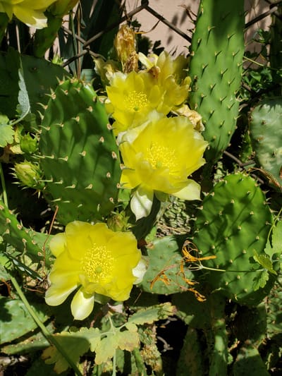 A close-up, high-angle shot captures a Prickly Pear cactus with vibrant yellow flowers in bloom. The cactus pads are a deep green and covered in small spines. Several large, bright yellow flowers are prominently displayed, with their petals open and centers filled with delicate stamen. A few closed buds and some dried, brown plant matter are also visible, intermingled with the green pads. The background appears to be a muted brown wall or fence, with shadows cast by the sunlight. The scene suggests an outdoor setting, likely a garden or natural environment. The location is specified as the city of Konstantinovka, Moldova.