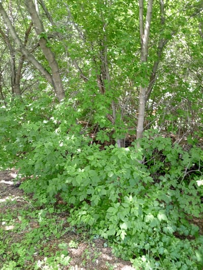 The image shows a dense growth of green foliage and trees in what appears to be a natural or semi-natural area within the city of Shadrinsk, Russia. The foreground is covered in dry leaves and some low-lying green plants, indicating a woodland floor. Several trees with rough, light-colored bark are visible, their branches intermingling with lush green leaves. The overall impression is one of an overgrown, vegetated area, possibly a park or a natural reserve, bathed in dappled sunlight. There are no people or animals present in the image.