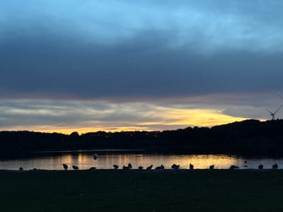 This media file depicts a serene waterscape at dusk, likely in Neumünster, Germany. The scene is dominated by a calm body of water reflecting the warm hues of a setting sun. The sky above is a gradient of blues, transitioning from a deep indigo at the top to lighter shades near the horizon, interspersed with dramatic dark clouds. A band of golden light breaks through the clouds near the horizon, casting a warm glow on the water and illuminating the silhouettes of trees lining the far bank.
In the foreground, a grassy bank slopes down to the water's edge, where a line of birds, likely geese, are gathered. Their dark silhouettes are stark against the lighter background of the water and sky, creating a peaceful and contemplative atmosphere. Some birds are standing, while others appear to be resting or preening. A few individual birds are also visible on the water. In the middle ground, a white spherical object, possibly a buoy, floats on the lake. In the far distance, silhouetted against the sky, are the distinct shapes of two wind turbines, suggesting a semi-rural or coastal environment.
The time of day is clearly evening, as indicated by the sunset colors and the dusky lighting. The weather appears to be partly cloudy, with the dramatic cloud formations adding to the picturesque quality of the scene. The overall emotion conveyed is one of tranquility and natural beauty. There is no visible text in the image.
