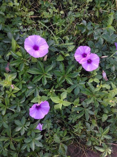 The image displays an overhead view of dense ground vegetation located in Ban Naduan, Laos. The primary subjects are four vibrant purple, trumpet-shaped flowers, consistent with the morphology of morning glories. Two of these flowers are closely adjacent, appearing as a pair in the upper-right section, while a single flower is situated in the upper-left, and another in the lower-center of the frame. These flowers are set amidst a lush mixture of various green foliage, including dark green palmate leaves, smaller ovate leaves of a lighter green hue, and some finer grass-like blades. Traces of dark soil are visible beneath the vegetation, which exhibits a natural, uncultivated appearance. No people, animals, man-made objects, or specific actions are depicted. The scene is static, showcasing an outdoor natural environment.