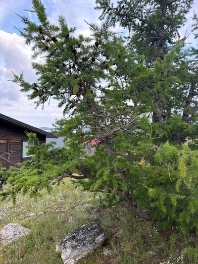 In the city of Sarma, Russia, an outdoor scene captures a larch tree in the foreground, its branches laden with cones. To the left, a dark wooden building with a white-paned window is partially visible. The ground is covered in green grass and small white and purple wildflowers, with two large rocks in the lower portion of the frame. The sky above is a mix of blue and white clouds.