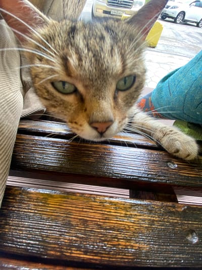 A close-up, low-angle shot shows a tabby cat lying on a wooden bench. The cat's head is in the foreground, with its eyes open and looking directly at the camera. Its body is partially obscured by a beige-colored fabric on the left and a teal-colored textile on the right. The wooden bench is made of dark planks with visible grain and a glossy finish, suggesting it may be wet. In the background, a blurry white car is parked on an asphalt surface. The environment appears to be outdoors in a public space, possibly a park or street. There is no specific indication of the location being the city of Mayak, Russia.