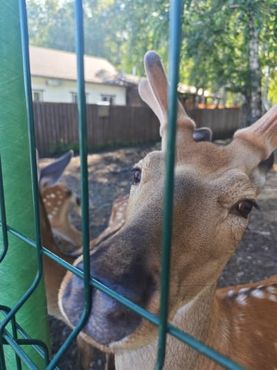 A close-up shot captures a young deer with brown fur and white spots looking through a green metal fence. The deer's face is in the foreground, with its eye visible and its nose touching the fence. In the background, another deer can be seen, along with trees and a building. The scene appears to be outdoors, possibly in a park or zoo, in Mokhovichki, Russia.