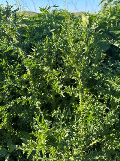 The image captures a dense thicket of green thorny plants, likely weeds, growing outdoors under bright sunlight. The focus is on the plants themselves, with their jagged, spiny leaves and stems dominating the frame. The leaves are a vibrant green, interspersed with darker shadows, suggesting a sunny day with distinct light and shade. The texture of the leaves is rough and pointed, giving the impression of a prickly surface.
In the upper left quadrant of the image, a portion of a clear blue sky is visible, along with what appears to be a distant, blurred hillside. This suggests an open outdoor environment, possibly a field or a natural landscape. There are no people or animals visible in the image.
The time of day appears to be during daylight hours, given the strong sunlight casting sharp shadows and illuminating the greenery. The weather seems fair and sunny. The location is identified as Starokhalilovo, Russia, which provides geographical context but no specific visual cues within the image itself. The overall impression is one of abundant, wild vegetation thriving in a natural, sunlit setting. No text is visible in the media file.