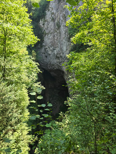 The image shows the entrance to the Macocha Abyss, a karst abyss located in the Moravian Karst region near Vilémovice, Czechia. The abyss is a sinkhole formed by the collapse of a cave ceiling. The entrance is a large, dark opening in a steep limestone cliff face, surrounded by lush green trees and vegetation. Sunlight filters through the leaves, illuminating the scene and casting shadows. The sheer rock walls of the abyss are textured and weathered, indicating a long geological history. The surrounding forest is dense, with a variety of trees, including conifers and deciduous trees. The overall impression is one of natural grandeur and mystery.