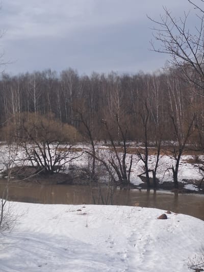 The image displays an outdoor, natural landscape in Avdot’ino, Russia, characterized by late winter or early spring conditions. The sky occupies the upper quarter of the frame, uniformly light grey and overcast. A dense, distant forest line, primarily composed of leafless deciduous trees with light-colored trunks, stretches across the horizon.

In the midground, a brown, muddy river or stream flows horizontally, partially obscured by intervening vegetation. Its banks are a mix of melting snow and exposed dark earth. Several mature, leafless trees with dark, branching trunks and gnarled branches are rooted along and within the riverbanks, some appearing to grow from small islands or land protrusions within the water. Their skeletal branches are visible against the water and the distant forest.

The foreground presents a snow-covered bank or slope, showing irregular patches of exposed brown earth and dry, light-colored grasses. A few small, dark, rounded objects, consistent with rocks or clumps of soil, are visible on the snow surface. No individuals, animals, or man-made structures are present within the scene.