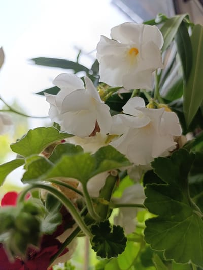 The image shows a close-up view of white flowers and green leaves. The flowers have multiple delicate petals, and some have a yellow center. The leaves are broad and serrated, with a slightly fuzzy texture. The background is blurred, suggesting an indoor setting with natural light coming from a window or an outdoor environment. There are no people or animals visible in the image. The location in the city of Ак-Дөбө, Kyrgyzstan is not discernible from the image itself.