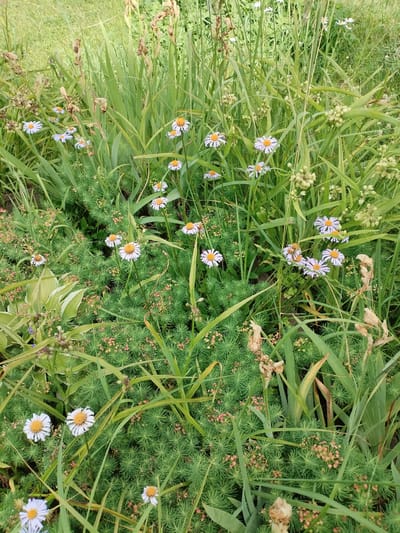 The image depicts a dense patch of green foliage with numerous small white and purple daisy-like flowers with yellow centers scattered throughout. The greenery is varied, including tall, reedy grass and a lower, more finely textured plant with small pinkish buds. Some dried, brown plant stalks are also visible. The lighting suggests it is daytime, with soft shadows indicating overcast conditions or shade. There are no people or obvious man-made objects present. The scene appears to be an outdoor natural setting.