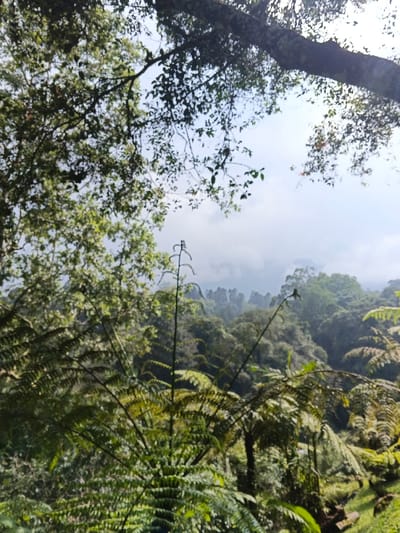 A lush green forest landscape is viewed from a slightly elevated perspective. Ferns dominate the foreground, their vibrant fronds adding texture. The middle ground reveals a dense forest, with varying shades of green suggesting diverse foliage. The background features misty mountains or hills, shrouded in a light haze. Overhanging branches frame the scene at the top, hinting at a canopy above. The overall impression is one of natural beauty and serene wilderness.